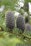 Photo: Abies koreana 10.