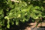 Photo: Abies holophylla 1.