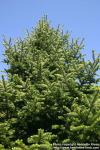 Photo: Abies holophylla 2.