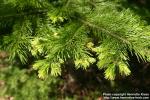 Photo: Abies sachalinensis 1.