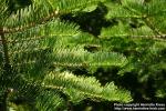 Photo: Abies holophylla 4.