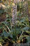 Photo: Acanthus mollis 1.