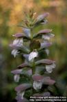 Photo: Acanthus mollis.