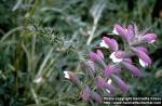 Photo: Acanthus spinosus.