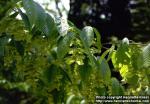 Photo: Acer carpinifolium.