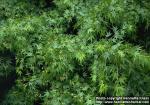 Photo: Acer palmatum 1.