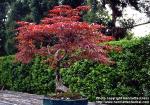 Photo: Acer palmatum 3.