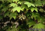 Photo: Acer palmatum 5.