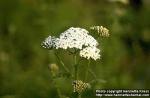 Photo: Achillea millefolium 1.