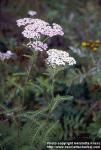 Photo: Achillea millefolium 2.