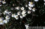 Photo: Achillea ptarmica 4.