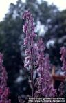 Photo: Aconitum lycoctonum.