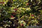 Photo: Actaea erythrocarpa.