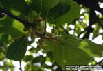 Photo: Actinidia deliciosa 1.