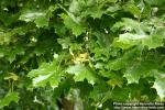 Photo: Acer platanoides 10.