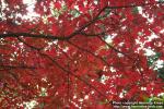 Photo: Acer pictum.