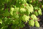 Photo: Acer circinatum 1.