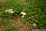 Photo: Achillea clusiana.