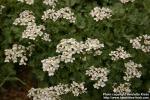 Photo: Achillea umbellata 1.