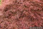 Photo: Acer palmatum 9.