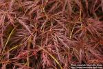 Photo: Acer palmatum 10.