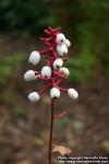 Photo: Actaea pachypoda 2.