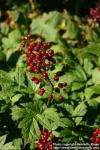 Photo: Actaea rubra 10.