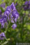 Photo: Aconitum napellus 11.