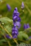 Photo: Aconitum fischeri.