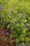 Photo: Aconitum fischeri 1.