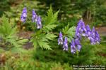 Photo: Aconitum sachalinense.