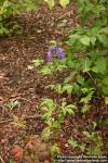 Photo: Aconitum japonicum.