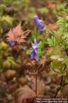 Photo: Aconitum japonicum 1.