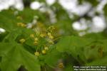 Photo: Acer platanoides 14.