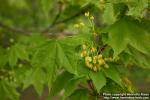 Photo: Acer platanoides 15.