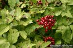 Photo: Actaea rubra 13.