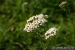 Photo: Achillea millefolium 13.