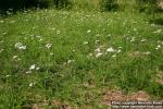 Photo: Achillea millefolium 14.