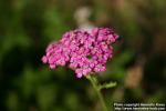 Photo: Achillea millefolium 15.