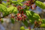 Photo: Acer circinatum 5.