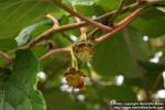 Photo: Actinidia deliciosa 2.