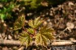 Photo: Acer platanoides 18.