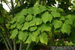 Photo: Acer tegmentosum 00.