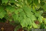 Photo: Acer tegmentosum 03.