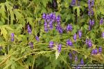 Photo: Aconitum fischeri 2.