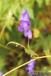 Photo: Aconitum fischeri 5.