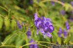 Photo: Aconitum fischeri 7.