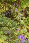 Photo: Aconitum fischeri 8.