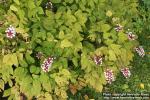 Photo: Actaea pachypoda 3.