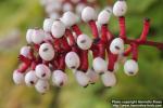 Photo: Actaea pachypoda 5.